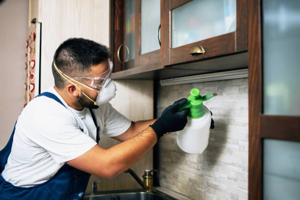 Best Insect Control  in Bellaire, TX