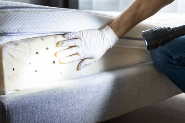 Best Insect Control  in Bellaire, TX