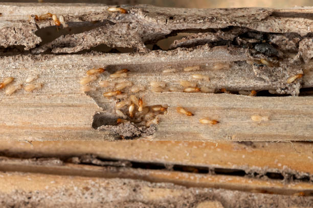 Best Local Pest Control Services  in Bellaire, TX