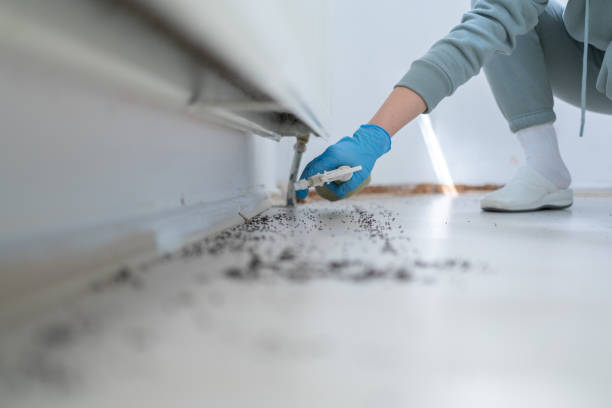 Flea Control Services in Bellaire, TX