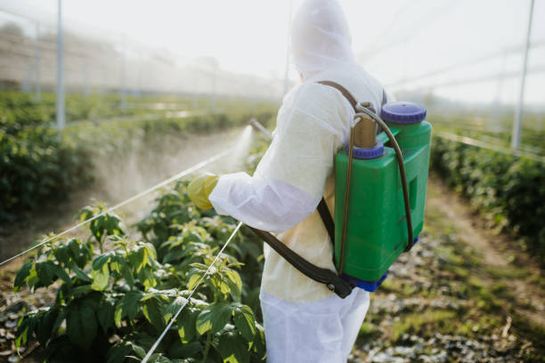 Best Termite Control Services  in Bellaire, TX